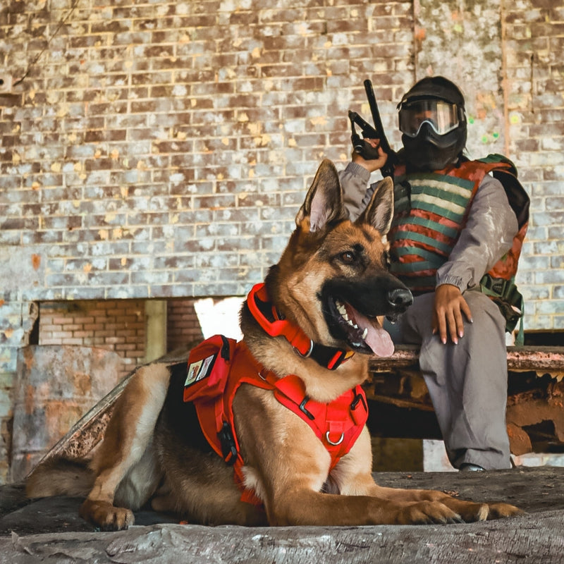 CHALECO TÁCTICO: Resistencia Militar para tu Mascota