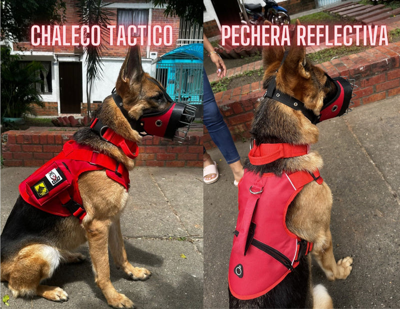 GAFAS ALFA: Protección UV Total para tu Mascota